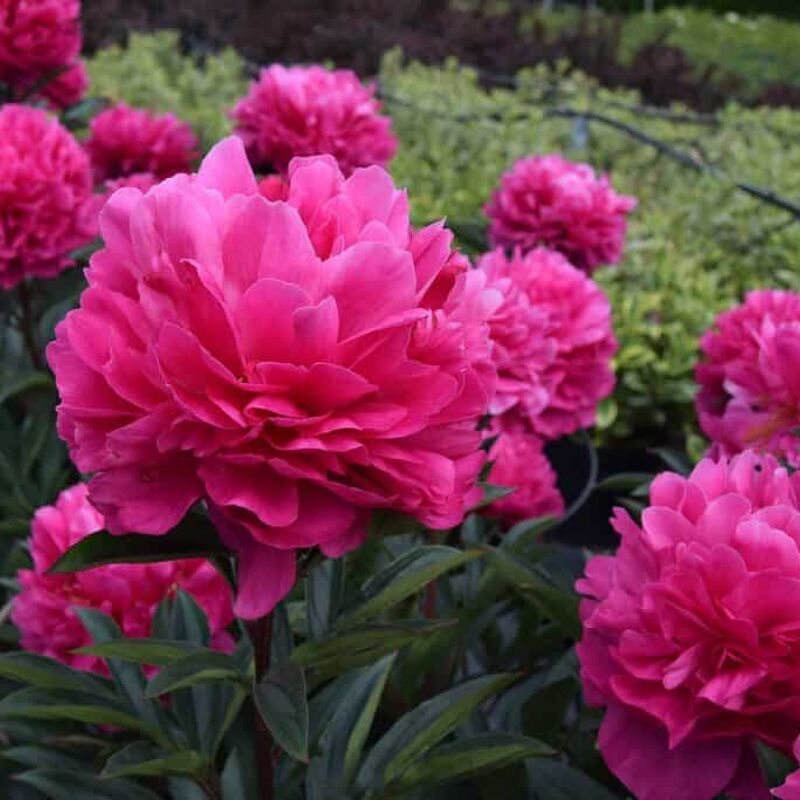 Paeonia lactiflora 'Kansas' ---